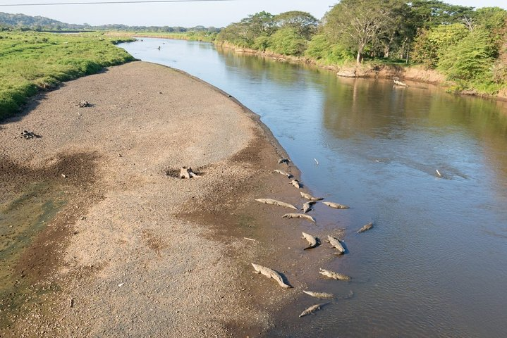 Jungle Crocodile Safari Half Day Punta Arenas Highlights Private  - Photo 1 of 25